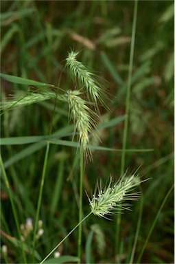 APII jpeg image of Echinopogon nutans  © contact APII