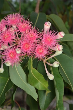 APII jpeg image of Corymbia ptychocarpa  © contact APII