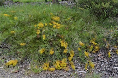 APII jpeg image of Grevillea 'Cooroora Cascade'  © contact APII