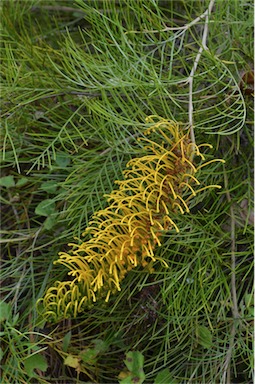 APII jpeg image of Grevillea 'Cooroora Cascade'  © contact APII