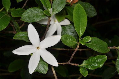 APII jpeg image of Gardenia scabrella  © contact APII