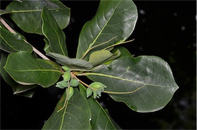 APII jpeg image of Terminalia melanocarpa  © contact APII