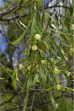 APII jpeg image of Acacia salicina  © contact APII