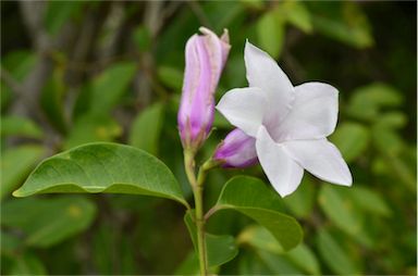 APII jpeg image of Cryptostegia grandiflora  © contact APII