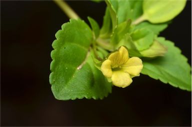 APII jpeg image of Mecardonia procumbens  © contact APII