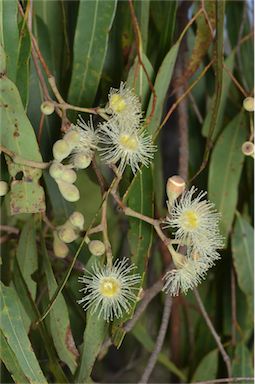 APII jpeg image of Corymbia clarksoniana  © contact APII