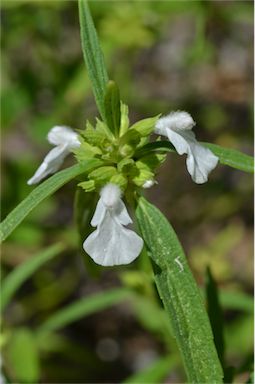 APII jpeg image of Leucas lavandulifolia  © contact APII