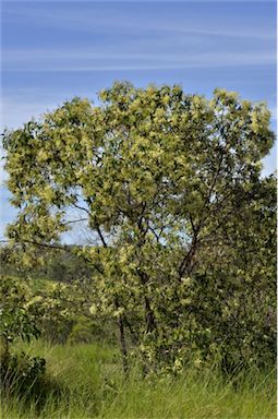 APII jpeg image of Acacia flavescens  © contact APII