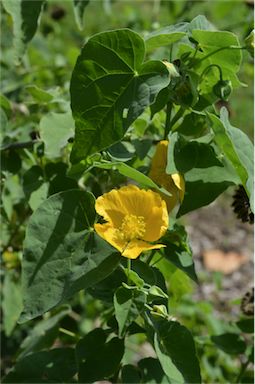 APII jpeg image of Abutilon indicum subsp. albescens  © contact APII