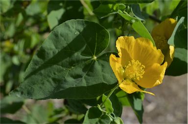 APII jpeg image of Abutilon indicum subsp. albescens  © contact APII