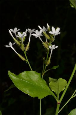 APII jpeg image of Plumbago zeylanica  © contact APII