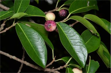 APII jpeg image of Ficus henneana  © contact APII