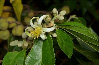 APII jpeg image of Grewia oxyphylla  © contact APII