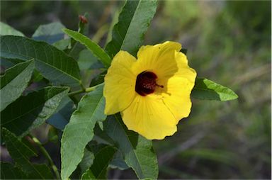 APII jpeg image of Hibiscus heterophyllus subsp. heterophyllus  © contact APII