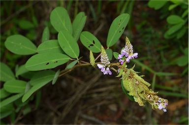 APII jpeg image of Desmodium heterocarpon var. strigosum  © contact APII