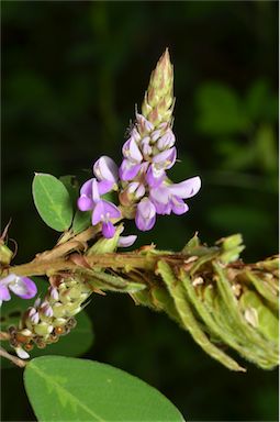 APII jpeg image of Desmodium heterocarpon var. strigosum  © contact APII