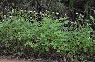 APII jpeg image of Bidens alba var. radiata  © contact APII