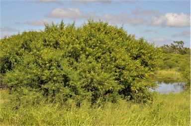 APII jpeg image of Vachellia nilotica subsp. indica  © contact APII