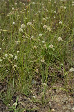 APII jpeg image of Cyperus pulchellus  © contact APII