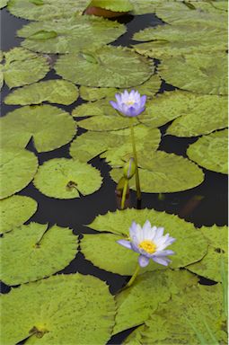 APII jpeg image of Nymphaea immutabilis  © contact APII