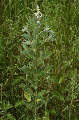 APII jpeg image of Tephrosia astragaloides  © contact APII