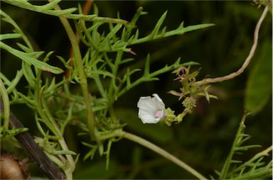 APII jpeg image of Ipomoea coptica  © contact APII