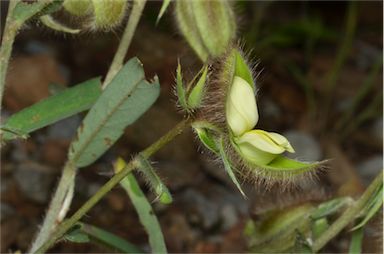 APII jpeg image of Crotalaria calycina  © contact APII