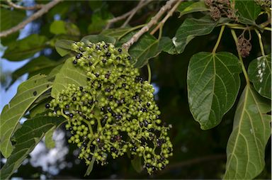 APII jpeg image of Premna serratifolia  © contact APII