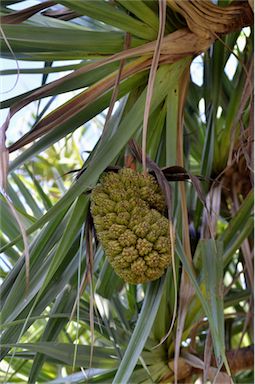 APII jpeg image of Pandanus cookii  © contact APII