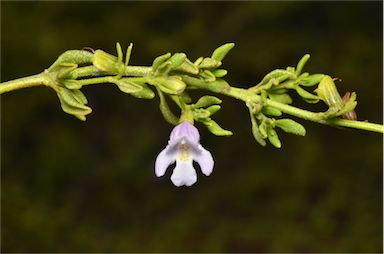 APII jpeg image of Prostanthera parvifolia  © contact APII