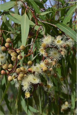 APII jpeg image of Corymbia plena  © contact APII