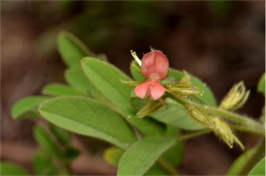 APII jpeg image of Indigofera hirsuta  © contact APII