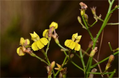 APII jpeg image of Goodenia paniculata  © contact APII