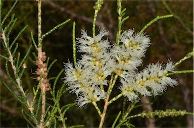 APII jpeg image of Melaleuca tamariscina  © contact APII