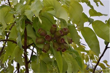 APII jpeg image of Corymbia ptychocarpa  © contact APII