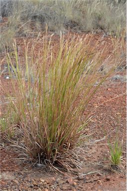 APII jpeg image of Heteropogon contortus  © contact APII