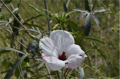 APII jpeg image of Hibiscus meraukensis  © contact APII