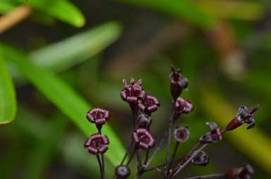 APII jpeg image of Astrotricha biddulphiana  © contact APII