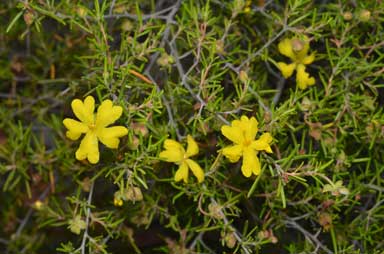 APII jpeg image of Hibbertia sp. 'Cistoidea group'  © contact APII