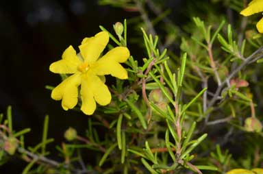 APII jpeg image of Hibbertia sp. 'Cistoidea group'  © contact APII