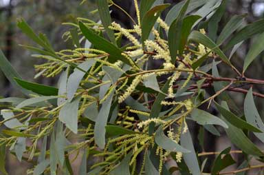 APII jpeg image of Acacia leiocalyx subsp. leiocalyx  © contact APII