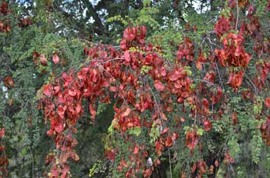 APII jpeg image of Bauhinia carronii  © contact APII