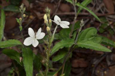 APII jpeg image of Pseuderanthemum variabile  © contact APII