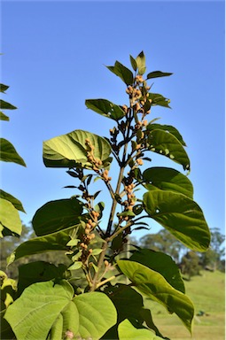 APII jpeg image of Paulownia tomentosa  © contact APII