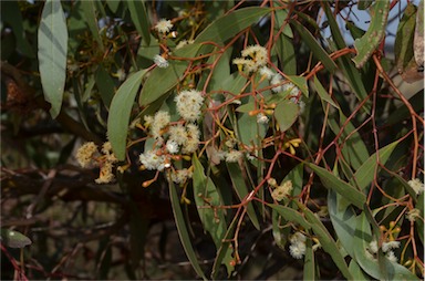 APII jpeg image of Eucalyptus behriana  © contact APII