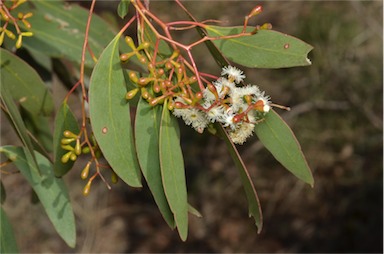 APII jpeg image of Eucalyptus behriana  © contact APII