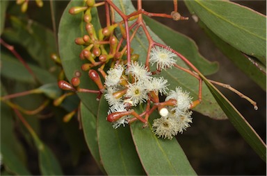 APII jpeg image of Eucalyptus behriana  © contact APII