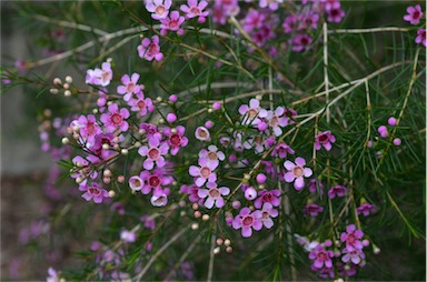 APII jpeg image of Chamelaucium uncinatum 'CWA Pink'  © contact APII