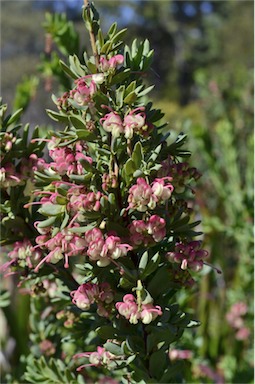 APII jpeg image of Grevillea iaspicula  © contact APII