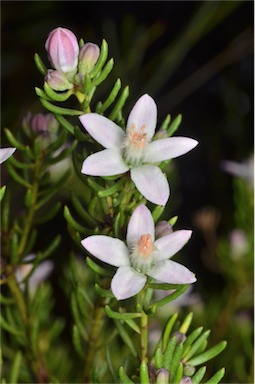 APII jpeg image of Philotheca salsolifolia subsp. salsolifolia  © contact APII